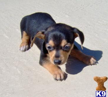 Mixed Breed Puppies for Sale